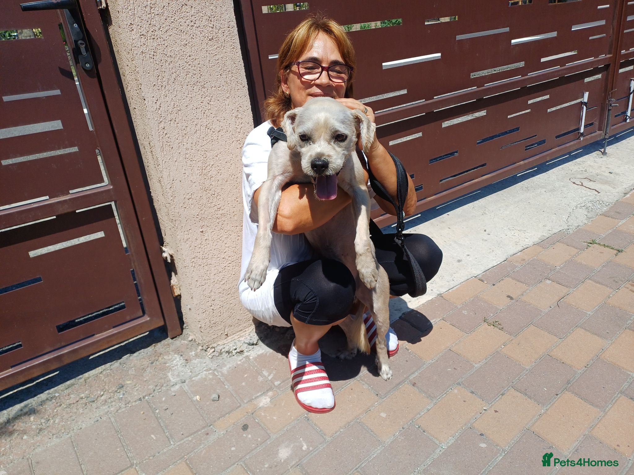 Cockapoo dogs 🐾CRIS - Betrayed by the Person He Trusted… - Advert 1