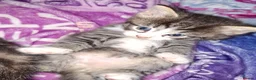 Mixed Breed cats for sale: 4 beautiful kittens  - Advert 5