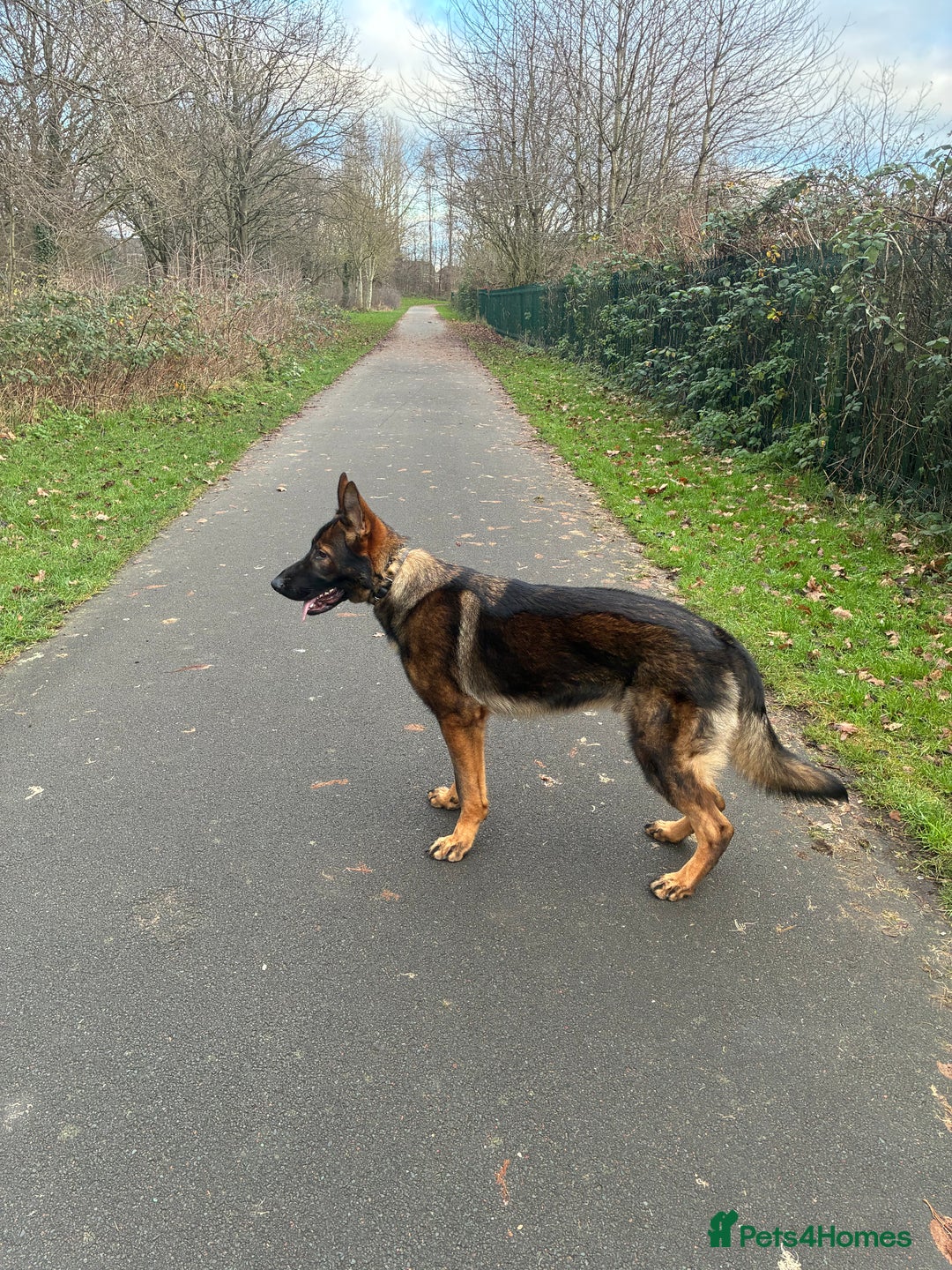 German Shepherd dogs for stud: KC Registered Working Line Sable German Shepherd - Advert 5