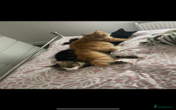 Mixed Breed cats for sale: 1 year old ginger cat for rehoming  - Image 6