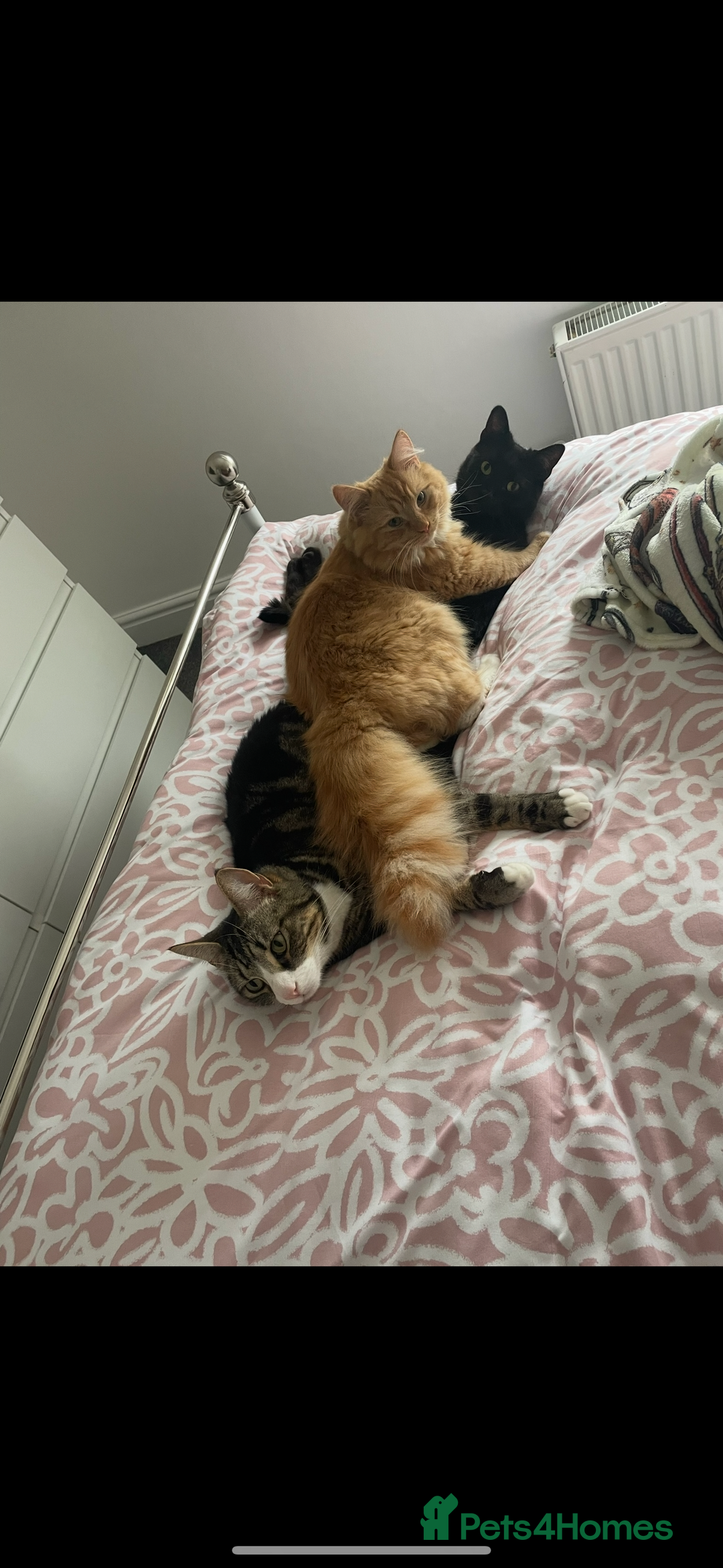 Mixed Breed cats for sale: 1 year old ginger cat for rehoming  - Image 6