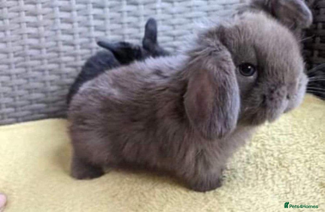 Mini Lop rabbits for sale: MINI LOP BUNNIES / PEDIGREE  - Image 34