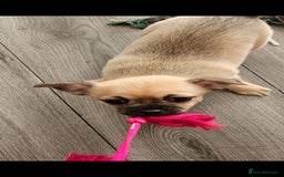 Chihuahua dogs for sale: Chihuahua puppies looking for their Forever Homes  - Image 6