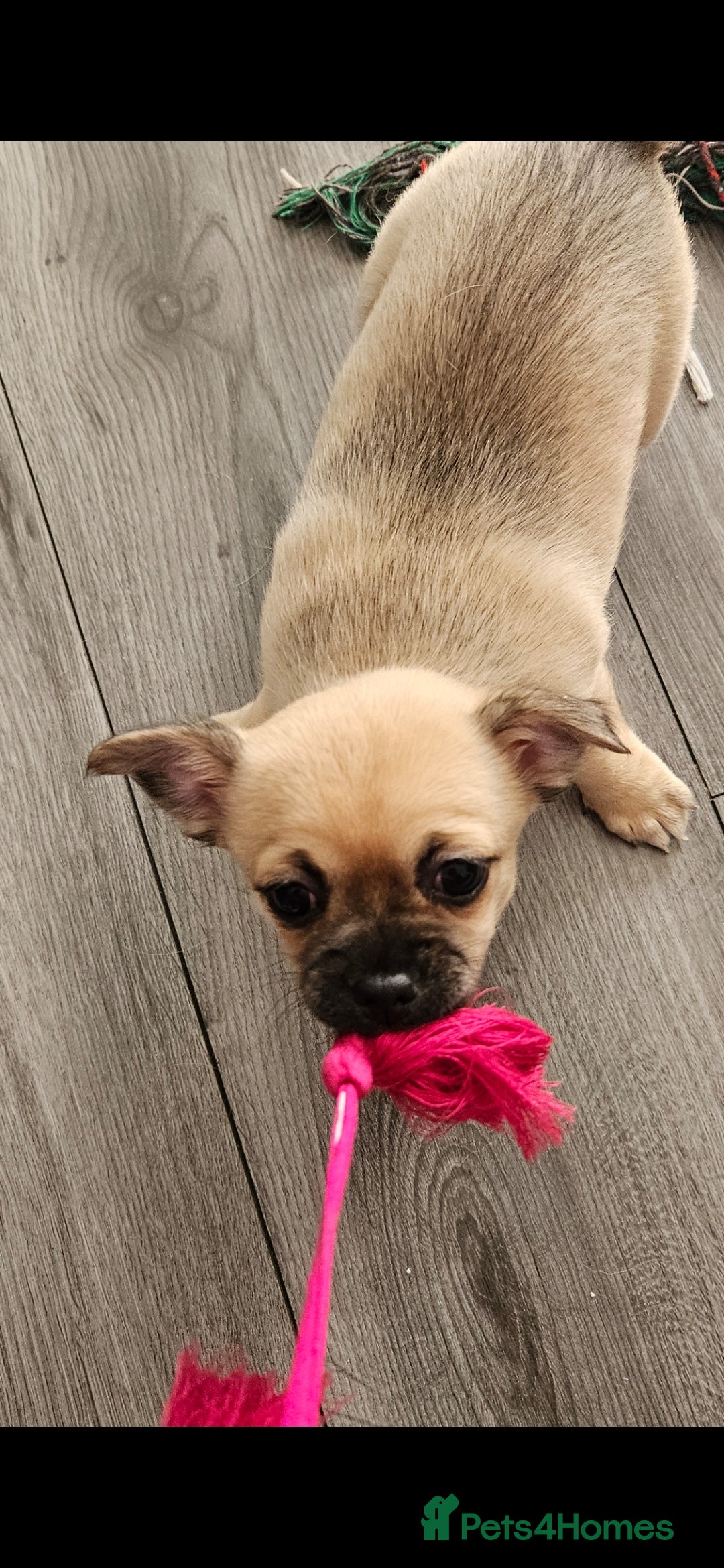 Chihuahua dogs for sale: Chihuahua puppies looking for their Forever Homes  - Image 6