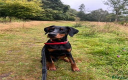 Dobermann dogs for sale: Rehome needed for Buck - Image 3