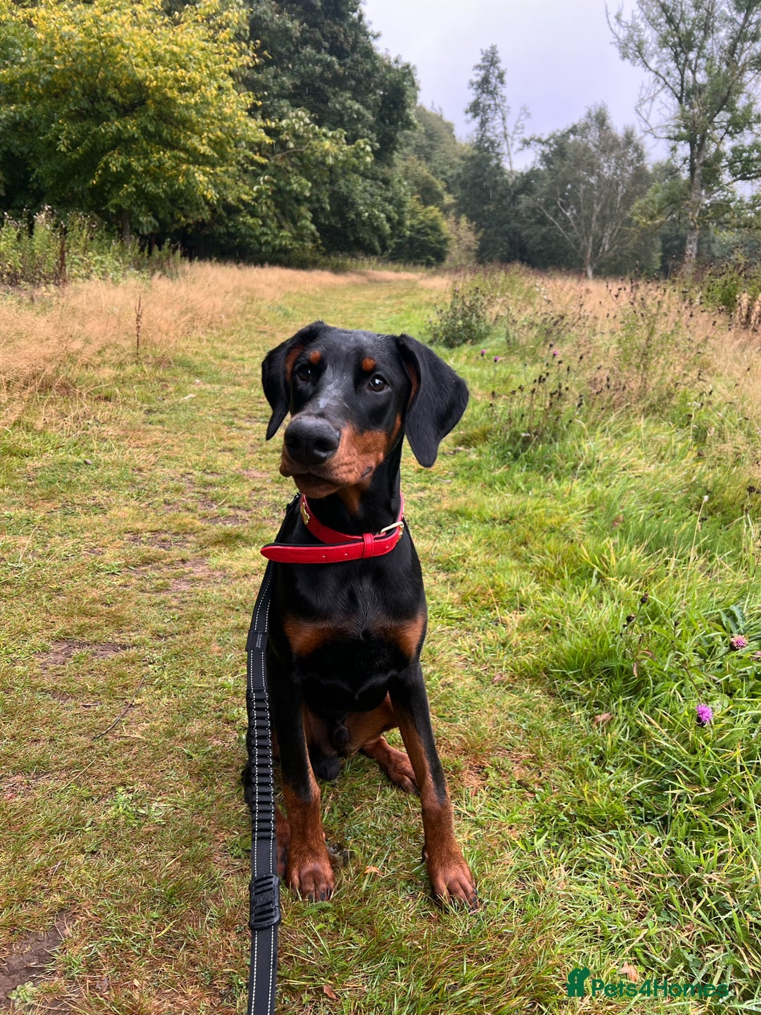 Dobermann dogs for sale: Rehome needed for Buck - Image 3