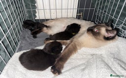 Ragcoon cats for sale: Ragcoon Kittens - Image 10