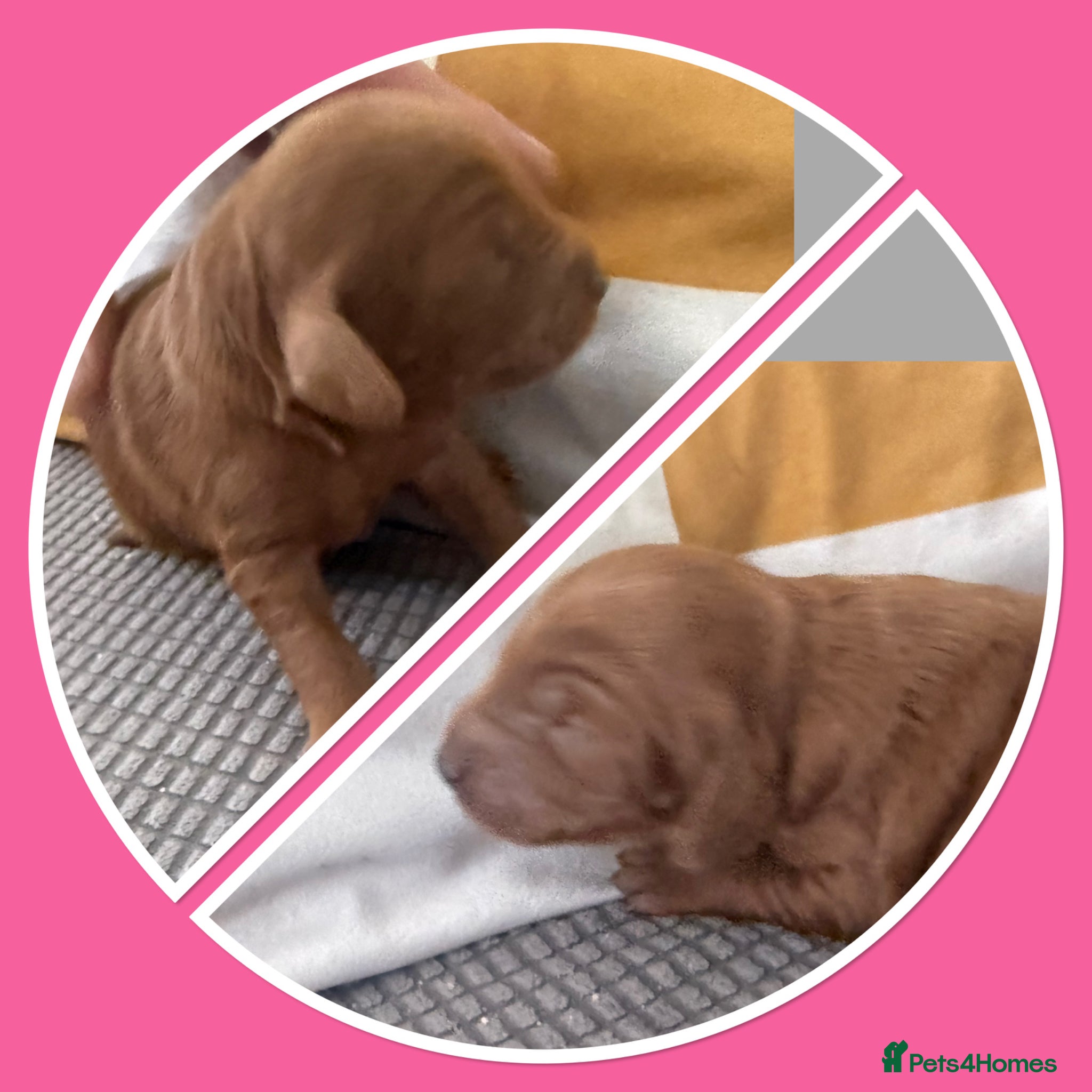 Cockapoo dogs F1B cockapoo are finally here ❤️❤️❤️💙💙 - Advert 10
