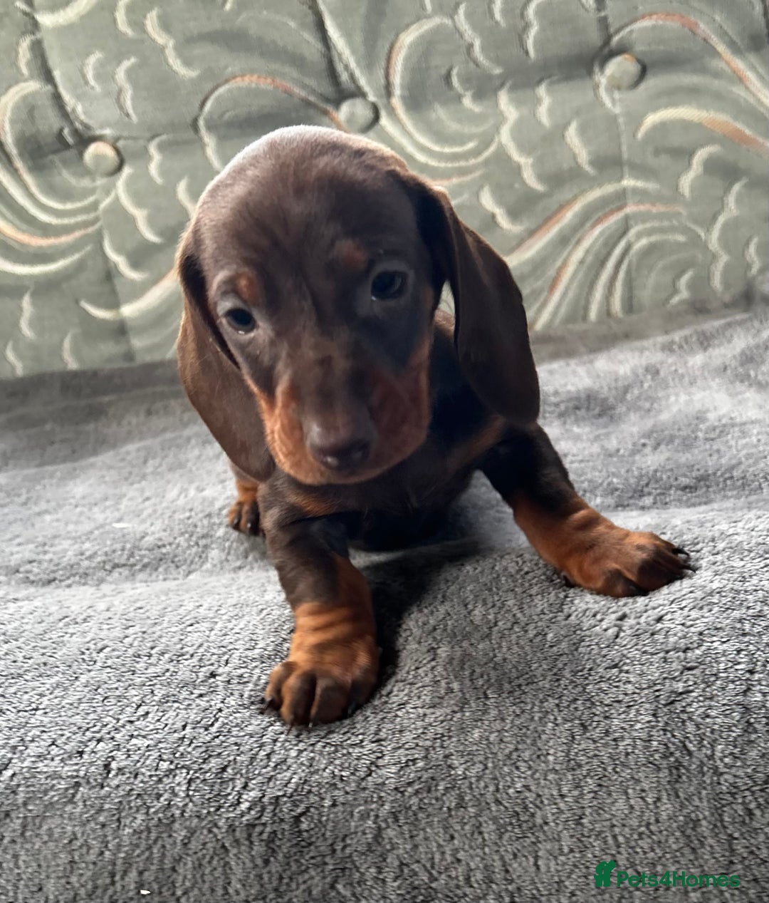 Dachshund dogs for sale: STUNNING KC REG STANDARD DACHSHUNDS  - Advert 21