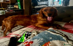 Mixed Breed dogs for sale: Stunning Golden Retriever / Irish Setter  - Image 5
