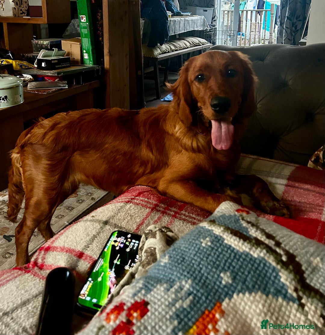 Mixed Breed dogs for sale: Stunning Golden Retriever / Irish Setter  - Image 5