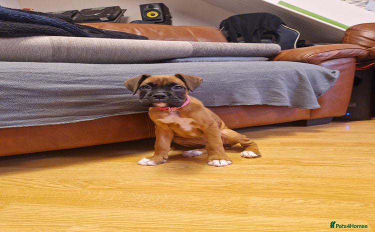 Boxer dogs FINAL PUP (PINK), READY TO GO KC reg bobtail boxer - Advert 4