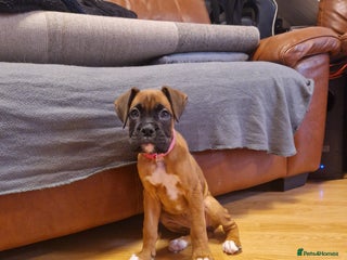 Boxer dogs FINAL PUP (PINK), READY TO GO KC reg bobtail boxer - Advert 2