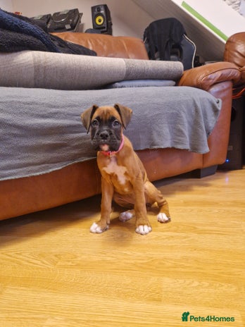 Boxer dogs FINAL PUP (PINK), READY TO GO KC reg bobtail boxer - Advert 4
