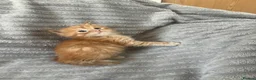 Maine Coon cats for sale: Beautiful Maine coon kittens - Advert 3