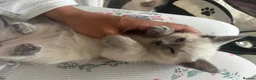 Siamese cats for sale: 3x Beautiful Pedigree Siamese Female Kittens - Advert 7
