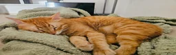 Mixed Breed cats for adoption: Leo and Spike - gentle giants need a cuddly home - Advert 6