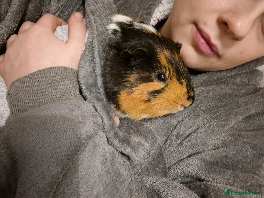 Guinea Pig rodents for sale: 5 beautiful male guniapigs  in Basingstoke - Advert 18