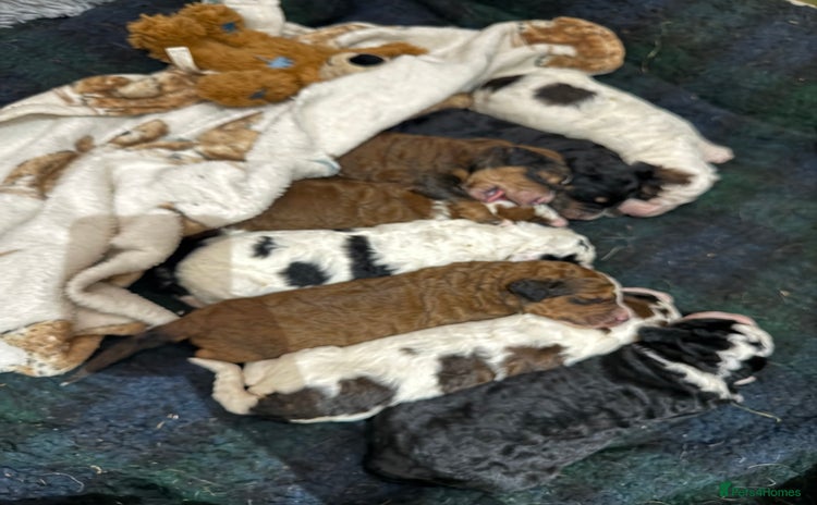 Bernedoodle dogs - Advert 4