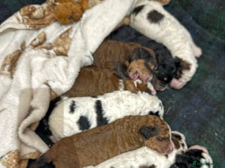 Bernedoodle dogs - Advert 2