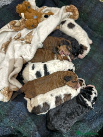 Bernedoodle dogs - Advert 10