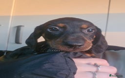 Dachshund dogs for sale: Dachshund puppies for sale  - Image 5