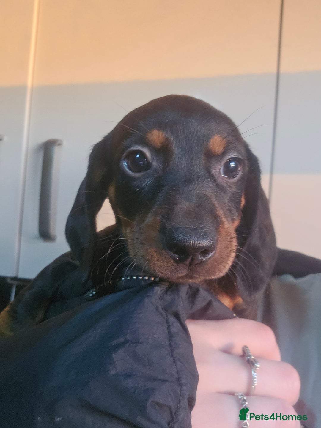 Dachshund dogs for sale: Dachshund puppies for sale  - Image 5