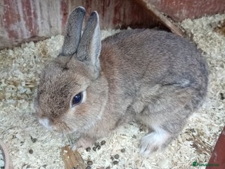 Netherland Dwarf rabbits - Advert 8