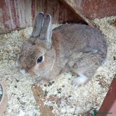 Netherland Dwarf rabbits - Advert 3