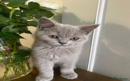 British Shorthair cats for sale: 🐾 TOP QUALLITY LILAC BSH reg GCCF purebred 🐾 - Image 17