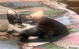 British Shorthair cats for sale: Adorable Male Black and White Kitten - Image 3