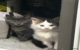Persian cats for sale: The cat need new home who can look after them  - Image 2
