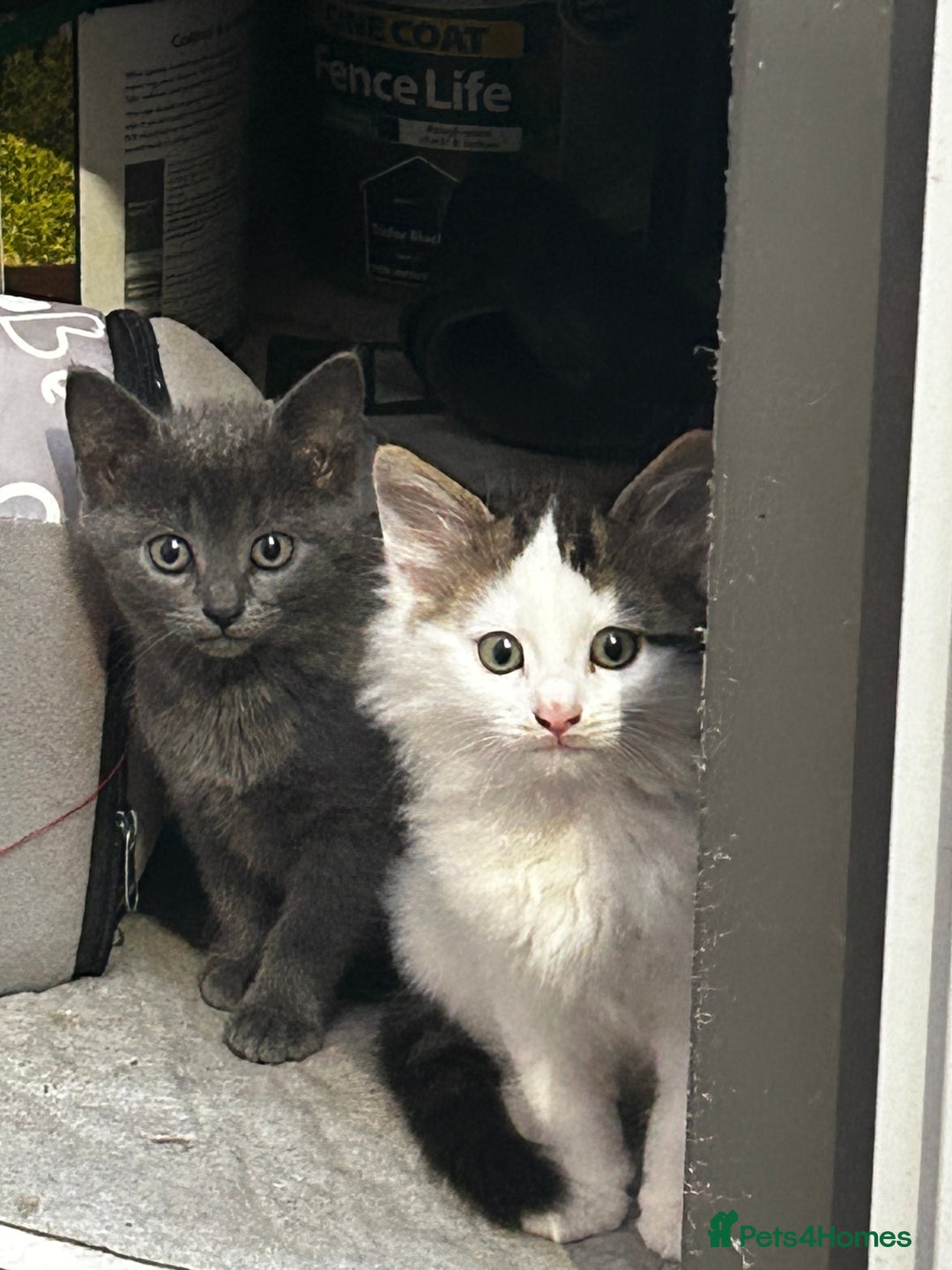 Persian cats for sale: The cat need new home who can look after them  - Image 2