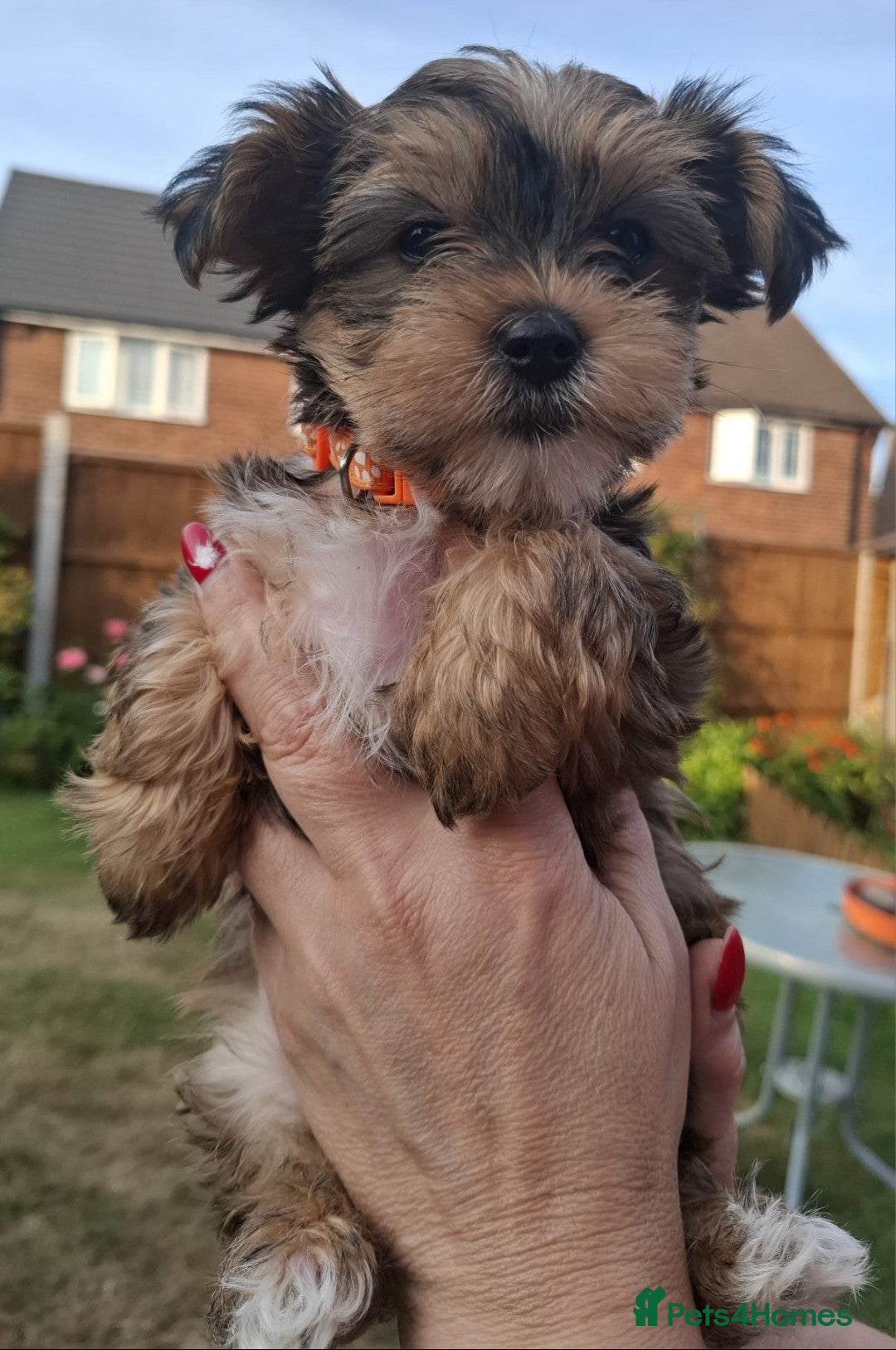Yorkshire Terrier dogs for sale: 4 Yorkie Dogs looking for a new home.  - Image 8