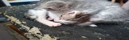 Oriental cats for sale: Beautiful Oriental Cross kittens - Advert 4