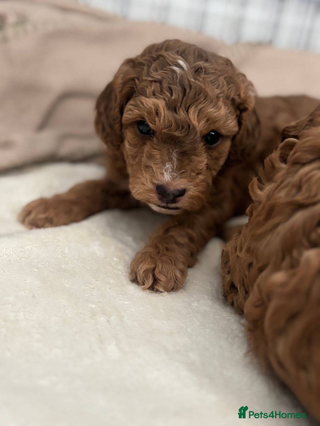 Cockapoo dogs for sale: Stunning cockapoo puppies - Advert 16