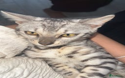 Bengal cats for sale: Two pure Bengals  - Image 8