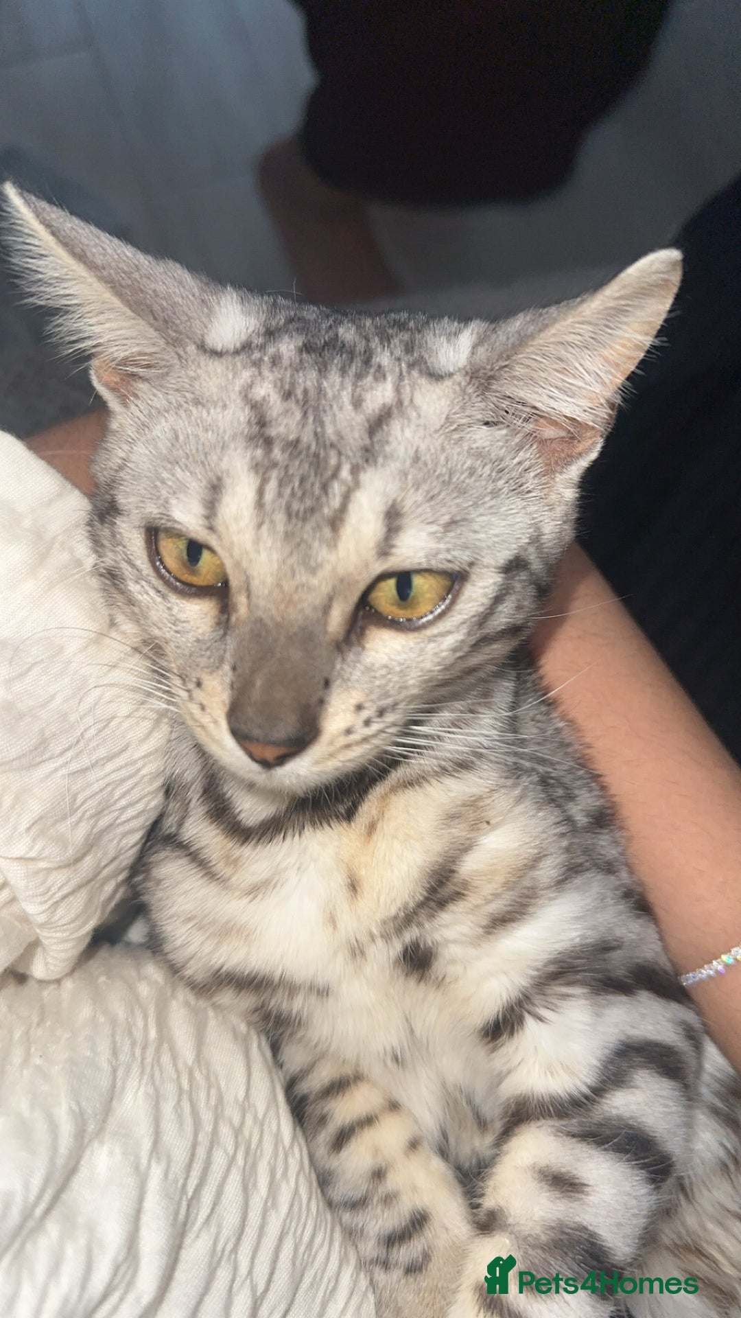 Bengal cats for sale: Two pure Bengals  - Image 8