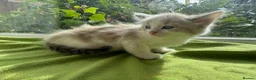 Ragdoll cats for sale: Beautiful Ragdoll Kittens :)  - Advert 17