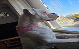 Boxer dogs for sale: Lovely boxer - Image 6