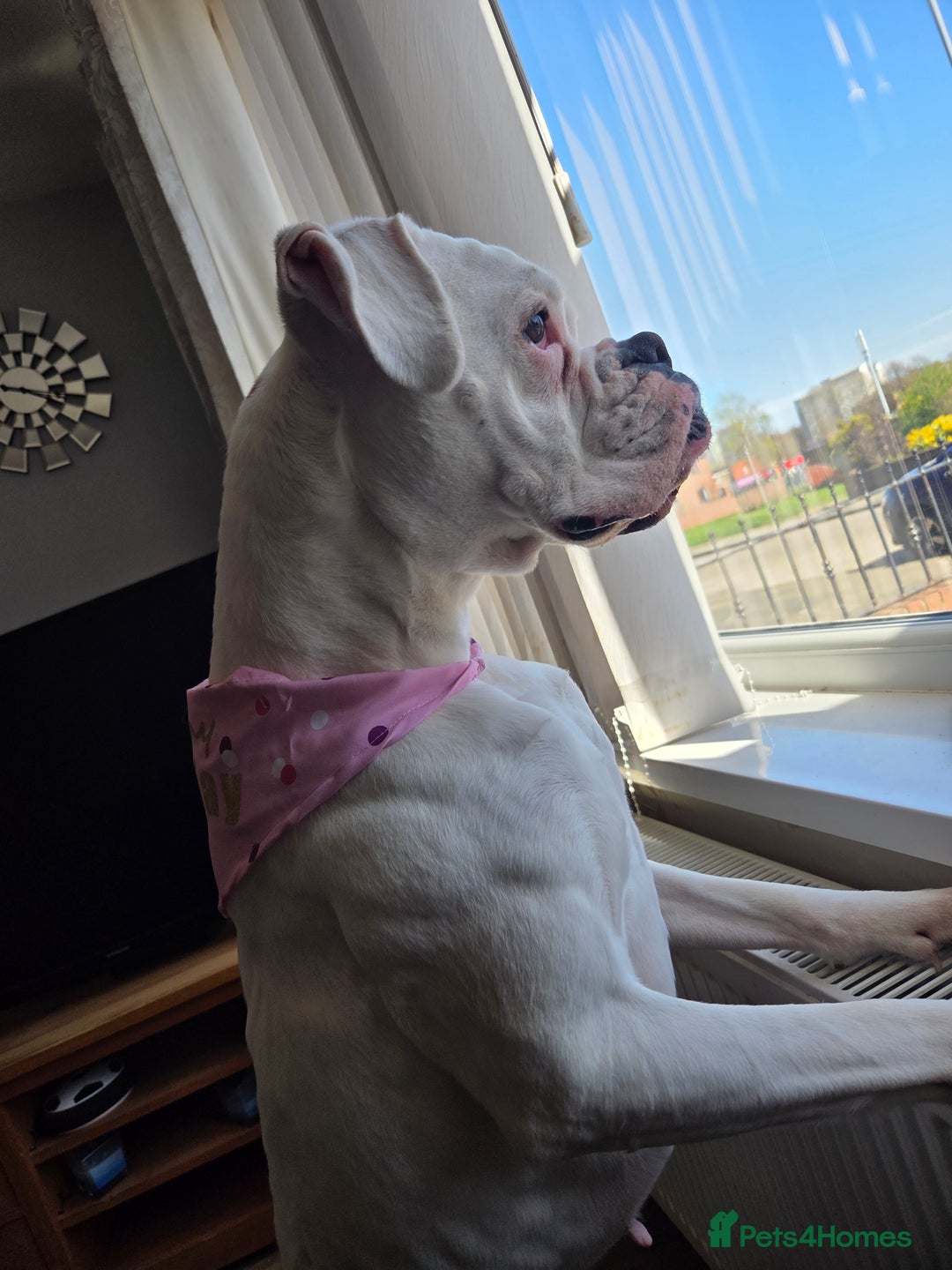 Boxer dogs for sale: Lovely boxer - Image 6