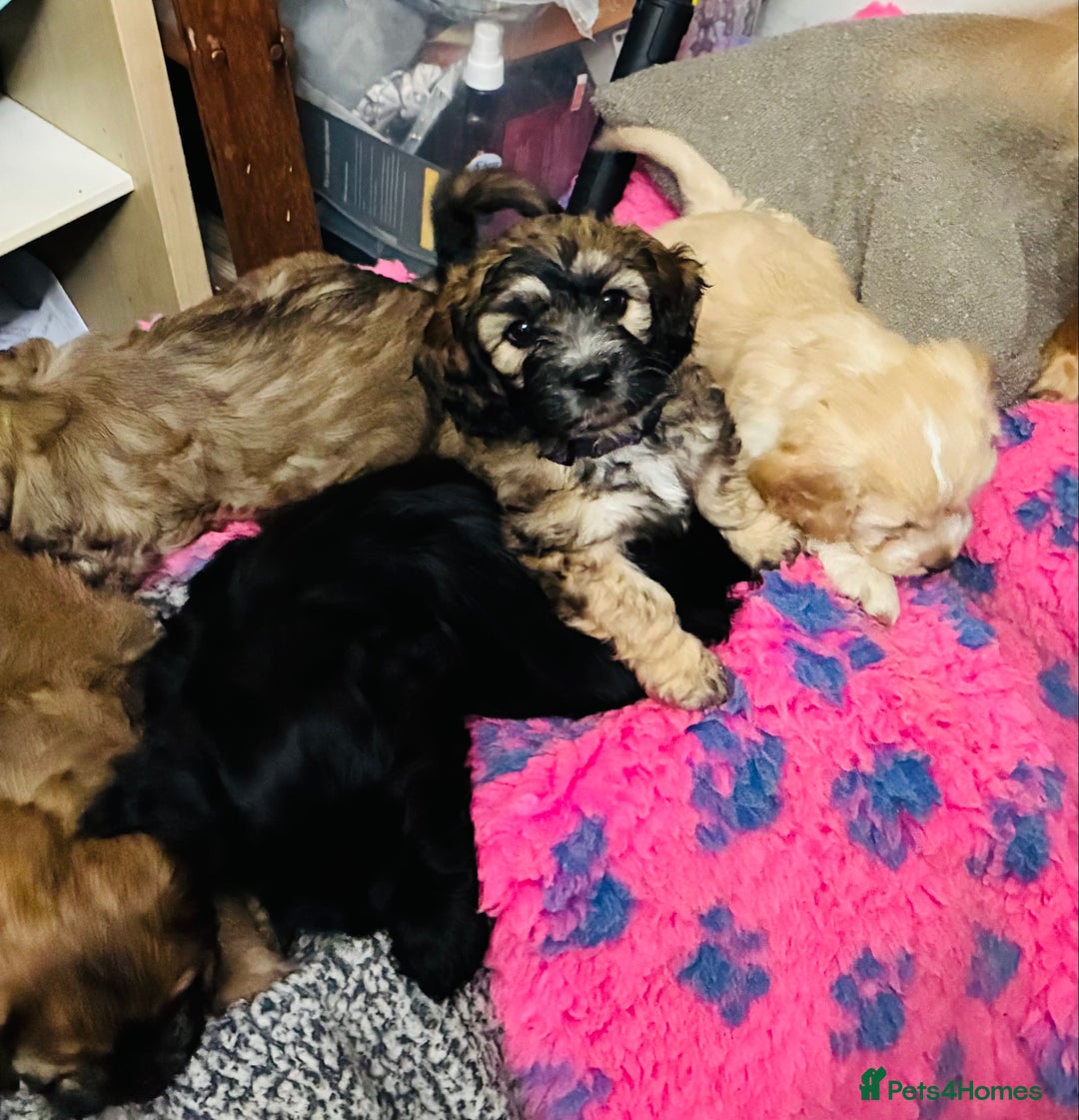 Mixed Breed dogs for sale: 6 Stunning Cock-a-chon puppies  - Advert 5