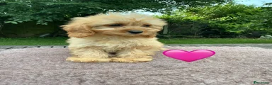 Cavapoo Puppy 5