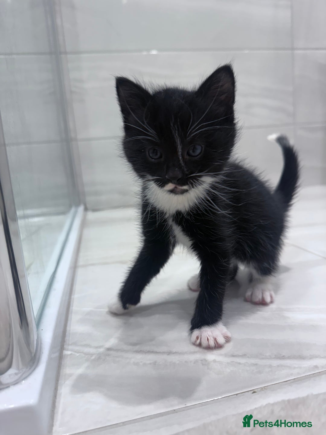 Mixed Breed cats for sale: Kittens - Advert 6