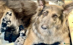 Mixed Breed dogs for sale: Beautiful long haired GSD cross collie pups  - Image 1