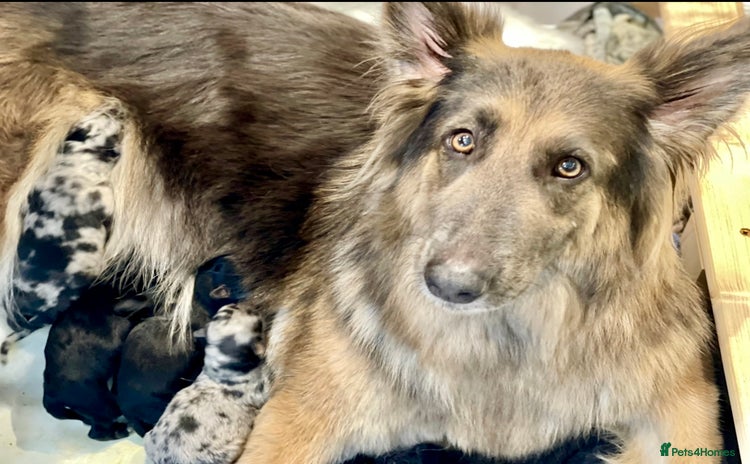 Mixed Breed dogs - Advert 7