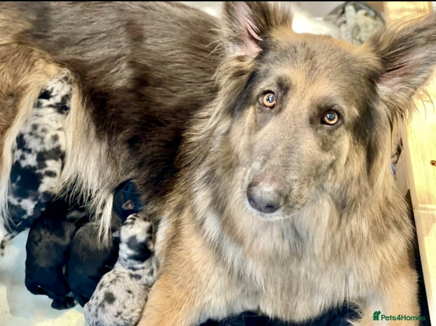 Mixed Breed dogs - Advert 2