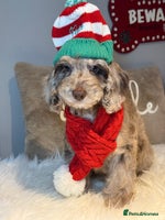 Cockapoo dogs - Advert 2