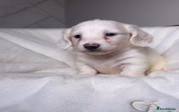 Miniature Dachshund dogs for sale: ℂ𝕝𝕖𝕒𝕣 ℂ𝕣𝕖𝕒𝕞 𝕄𝕚𝕟𝕚 𝔻𝕒𝕔𝕙𝕤𝕙𝕦𝕟𝕕𝕤 in Bootle - Image 11