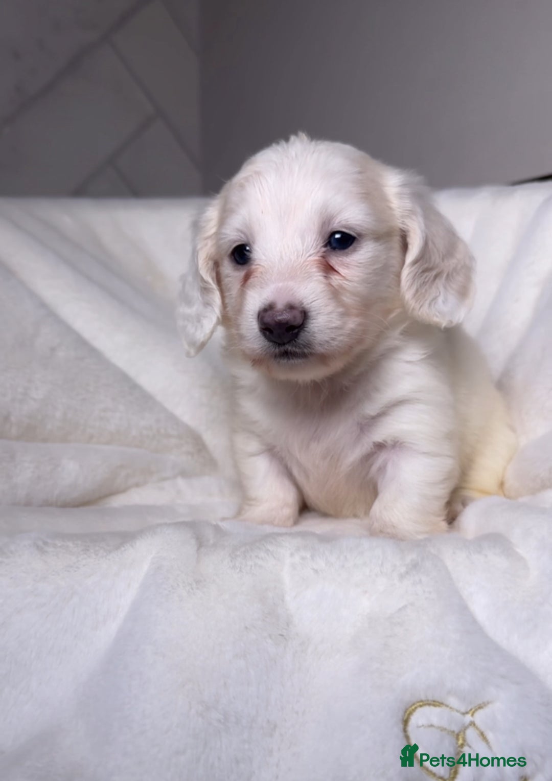 Miniature Dachshund dogs for sale: ℂ𝕝𝕖𝕒𝕣 ℂ𝕣𝕖𝕒𝕞 𝕄𝕚𝕟𝕚 𝔻𝕒𝕔𝕙𝕤𝕙𝕦𝕟𝕕𝕤 in Bootle - Image 11